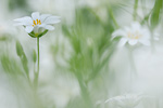 Große Sternmiere Stelleria holostea